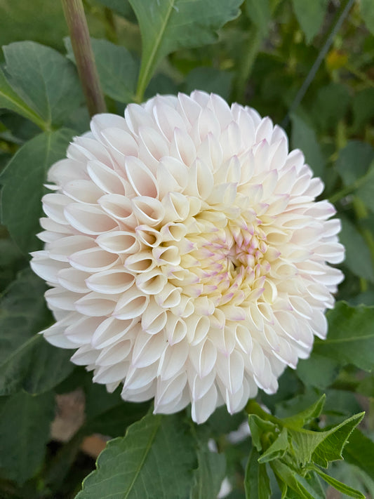 Pink Pearl Dahlia