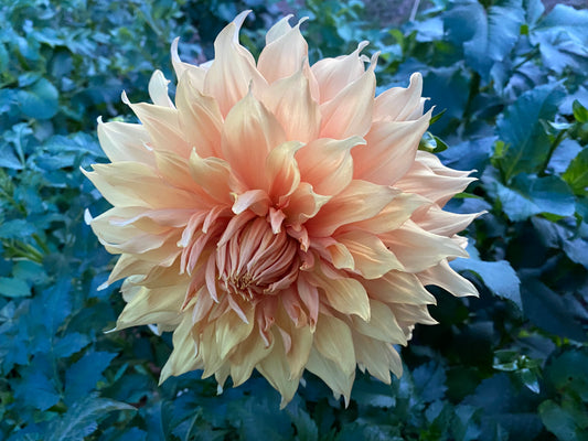 Hamari Gold Dahlia