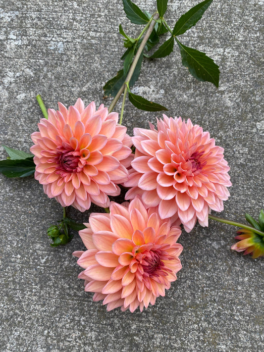 Echo Jose Dahlia: LIMIT 2