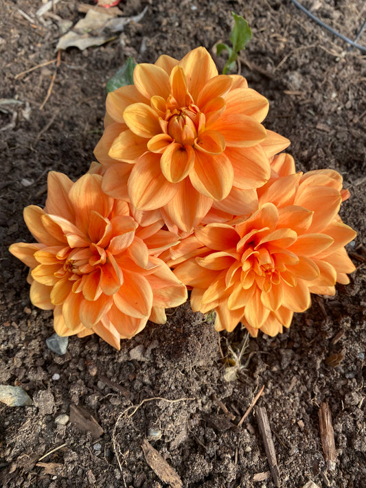 Teddy Dahlia