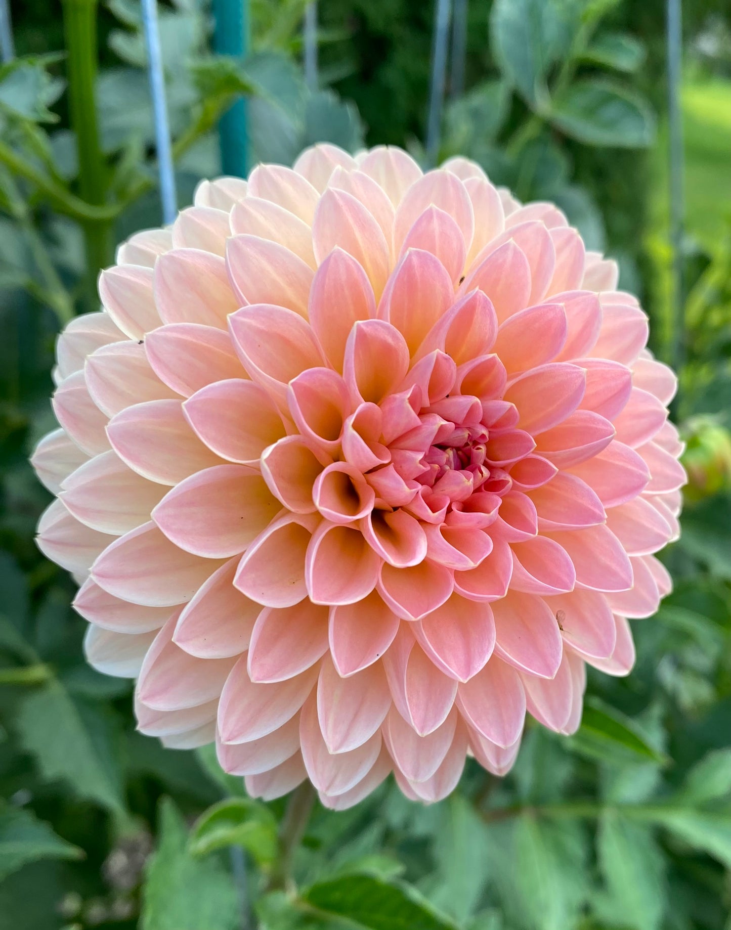 Barberry Dominion Dahlia