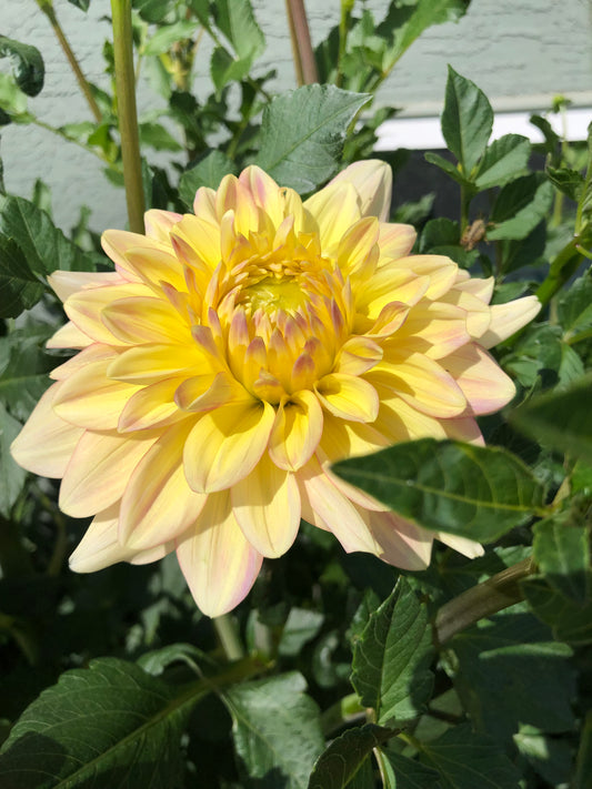 Wyn's New Pastel Dahlia