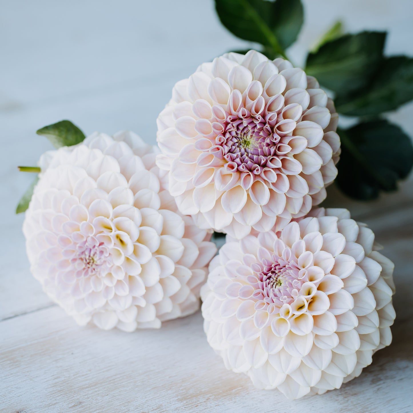 KA Cinder Rose Dahlia: Limit 1