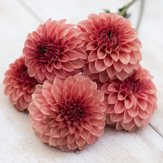 KA®  Keltie Rose Dahlia