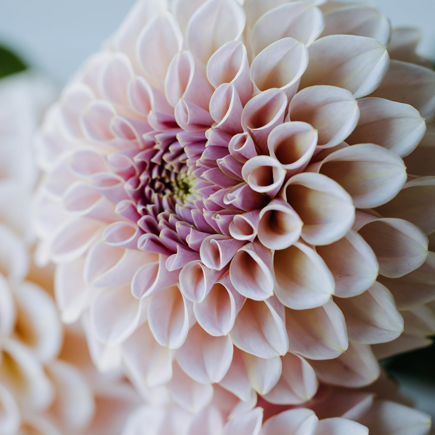 KA Cinder Rose Dahlia: Limit 1