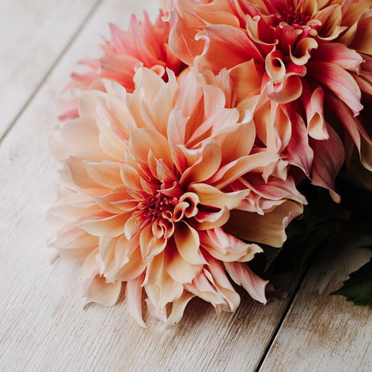 Labrynth Dahlia