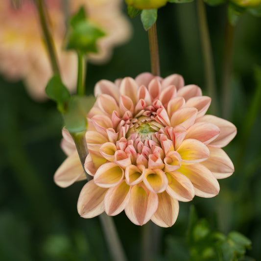 Larks Ebbe Dahlia