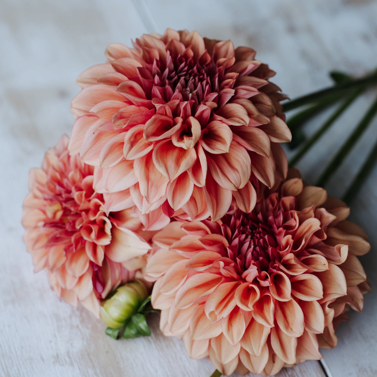 Orange Globe Dahlia: LIMIT 1