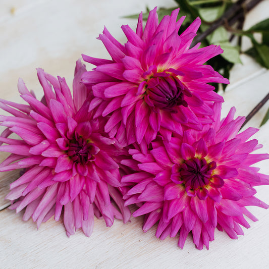 Parkland Rave Dahlia