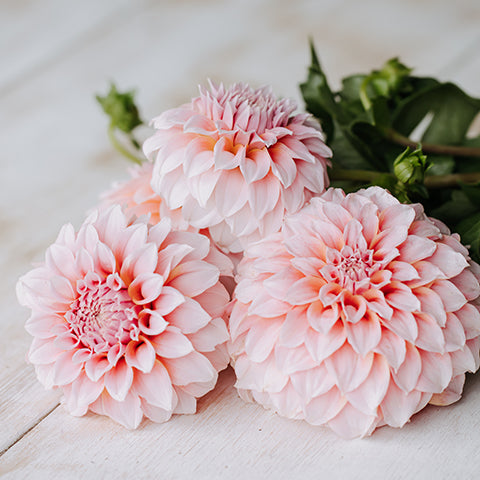 Peaches N Cream Dahlia