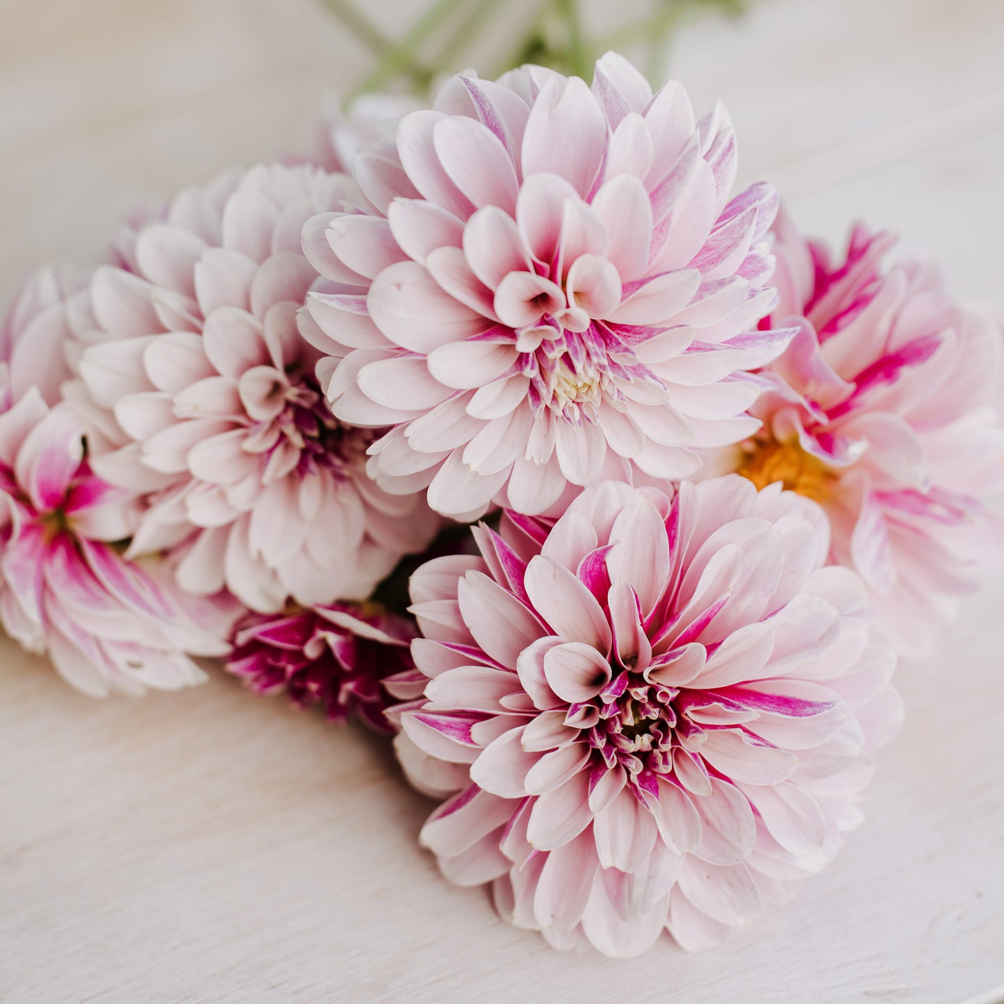 Salish Twilight Girl Dahlia