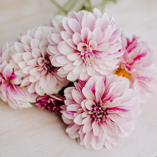 Salish Twilight Girl Dahlia
