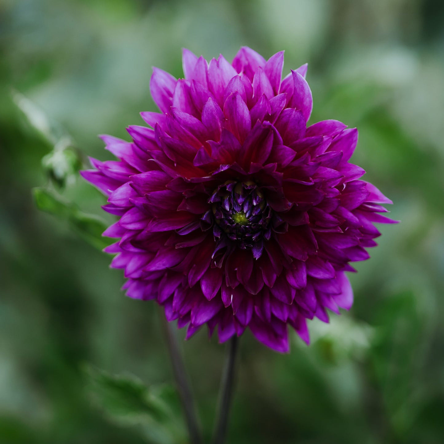 Sandia Nocturne Dahlia