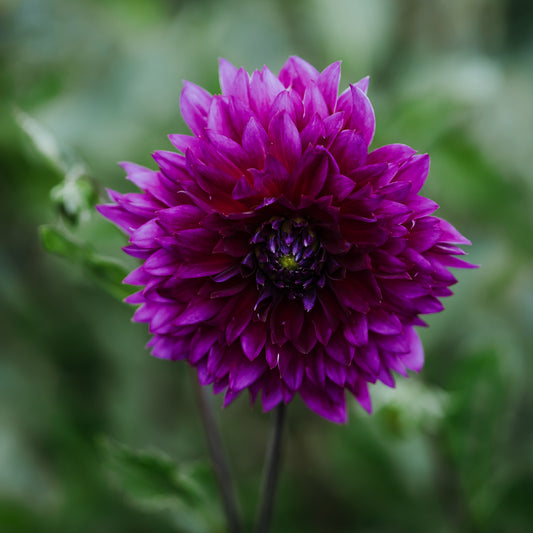 Sandia Nocturne Dahlia