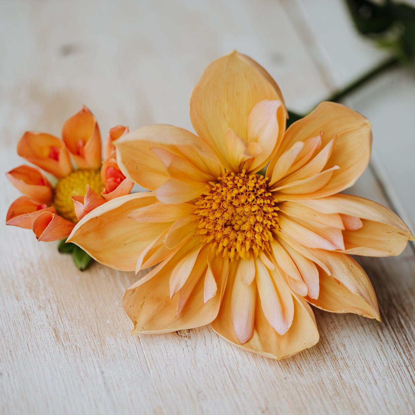 Venus Dahlia