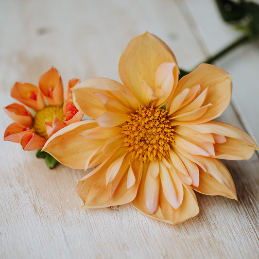 Venus Dahlia